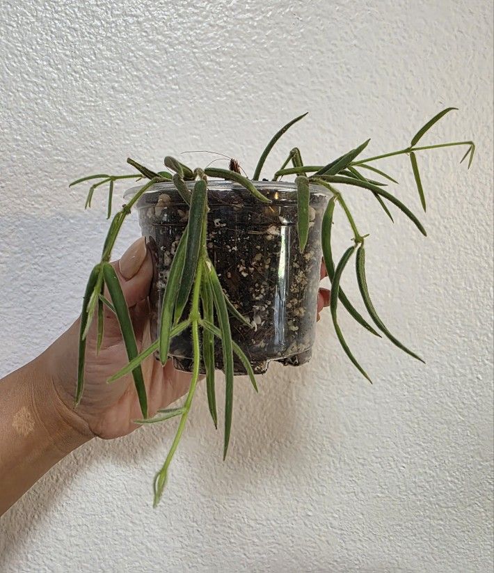 Hoya Linearis