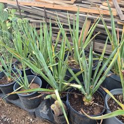 7 Med-Lg Blue Agave Tequilana $25 Each MUST SELL
