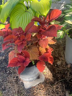 Coleus with planters