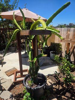 Asunta Dragon Fruit and trellis