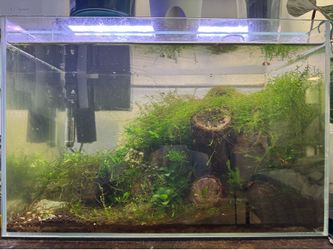 10 gallon planted fish tank