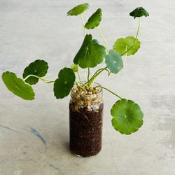 Succulents plants 🪴 （Hydrocotyle verticillata）