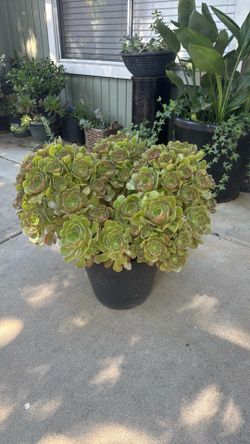 Huge Aeonium Succulent