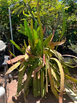 Epi Epiphyllum white star flowers orchid cactus