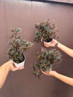 4” begonia bipinnatifida ( price is for each )