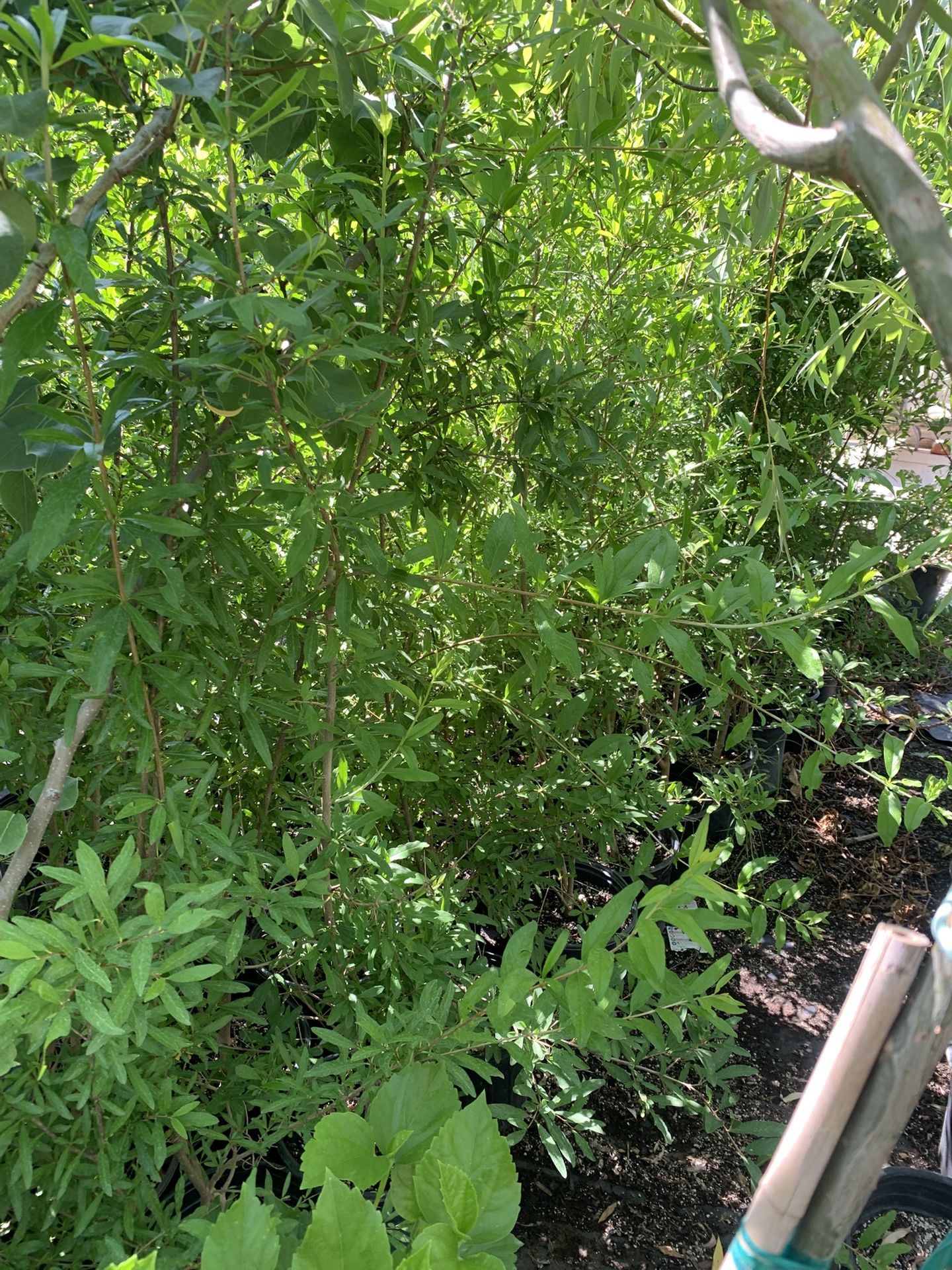 Fruit Trees 5 Gallon 35$ Each