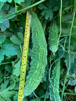 Bitter Gourd Indian Karela