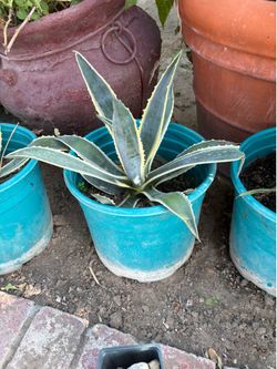 Agaves