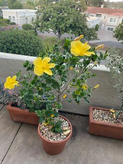 Hibiscus plants