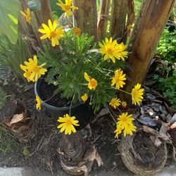 Flowers In 5 Gallon Pot 12$