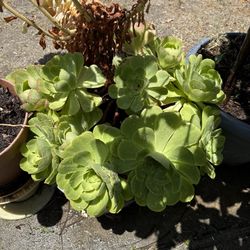 Stonecrop Succulents Plants 