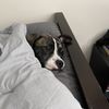 Xavier