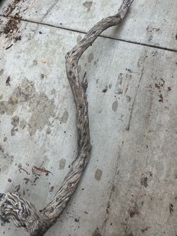 Reptile wood