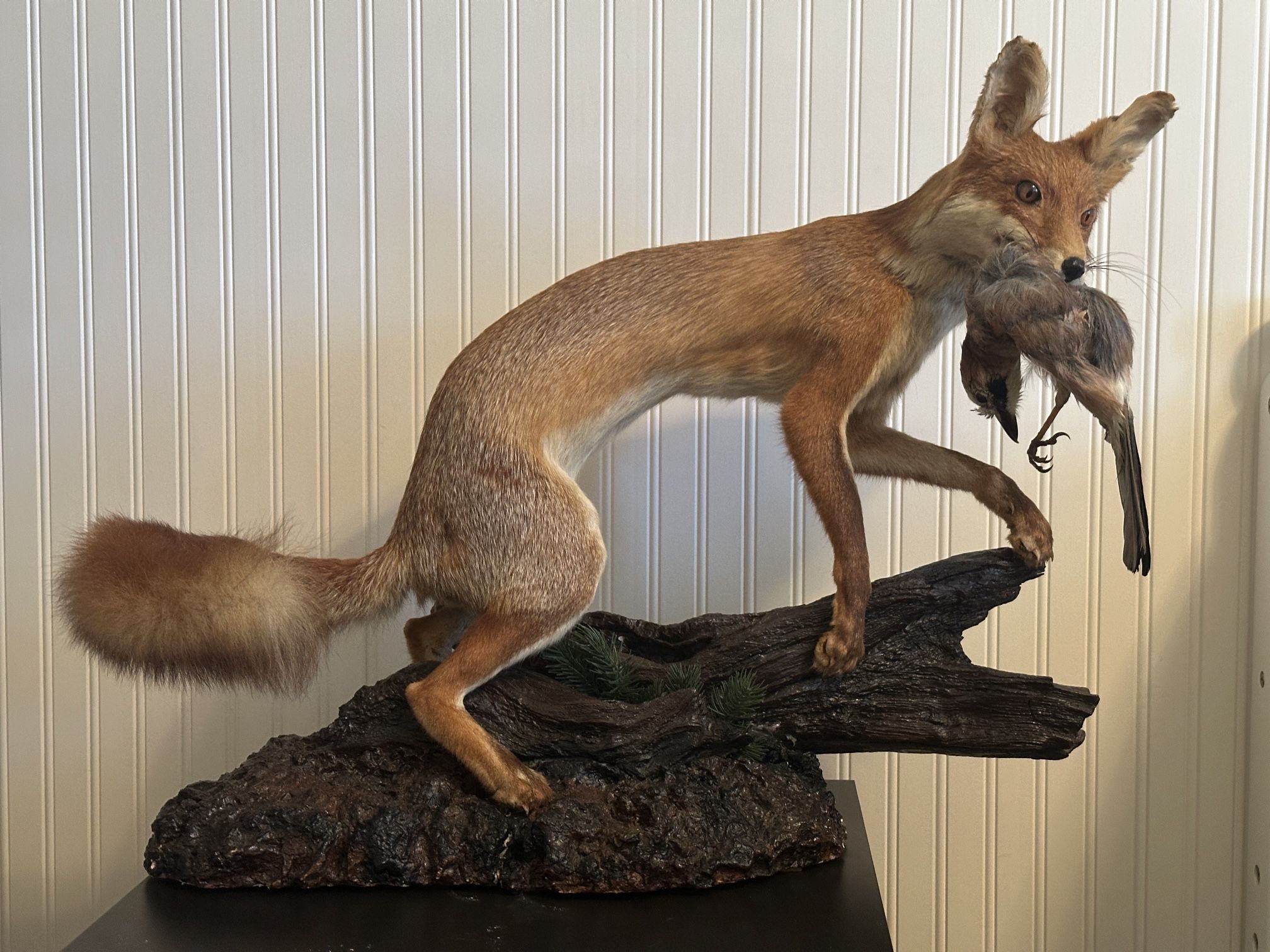 Taxidermy Fox And Jay Oddities Decor