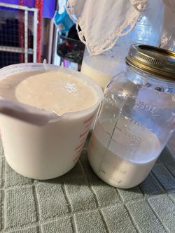 Búlgaros de leche listos para irse a su nuevo hogar limpios y sanos 8 la cucharada