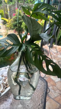 Decorative real plant