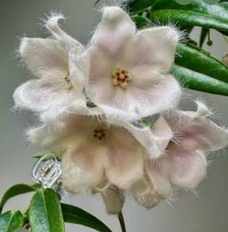 Hoya Paradisea