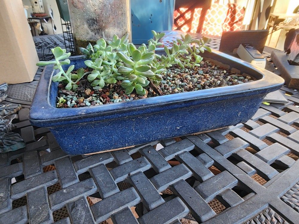 Large blue glaze pottery with jade plant and decorative rock.
12.5"w x 9.25"d x 3.5"h