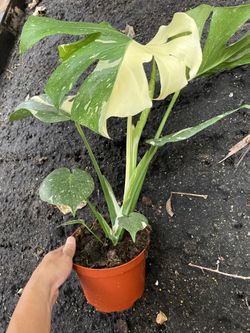 monstera panaschiert steckling Monstera Variegata Steckling
