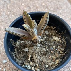 Mother of thousands succulent plant