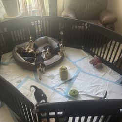 Puppies Crate 