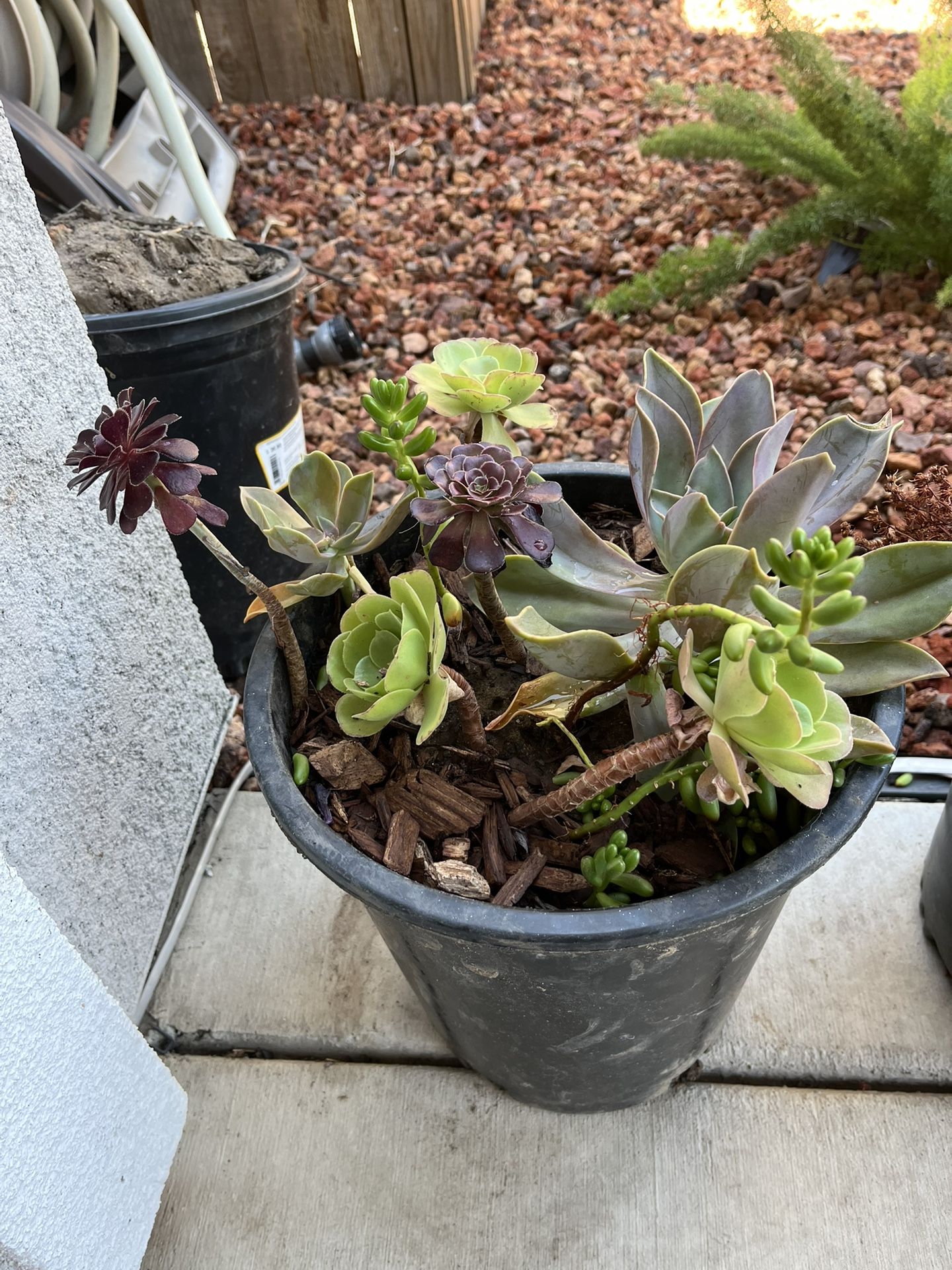 Succulents