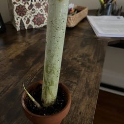 Sugar Cane Starter Plant In 2 In Terracotta Pot