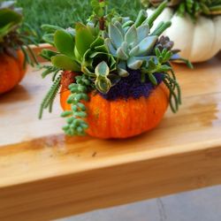 Cute Table Decor For Fall Season Live Succulents