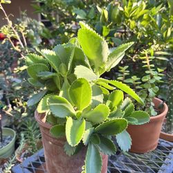 Mexican Hat Succulent