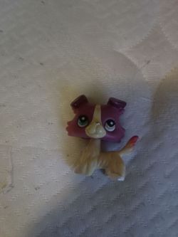 Real collie LPS