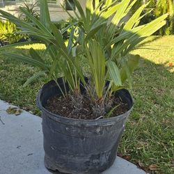 Exotic Palm Tree, ZOMBIE PALM! Multi Cluster Collectors Specimen