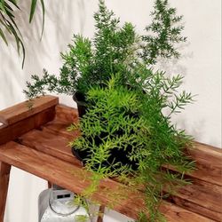 Living Plant 🌱14"H Asparagus Fern on 7"H Pot ::: Indoor & Outdoor