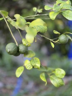Rangpur Lime Trees Potted