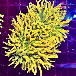 Fake Large Banana Grail Torch 