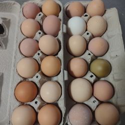 Fresh Farm Eggs