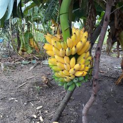 Selling Banana Plants 