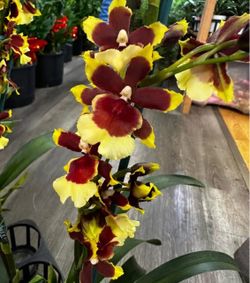 Oncidium orchids lan phụ nữ ( long lasting Orchids)