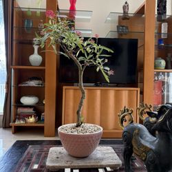 Tropical Plant Bonsai