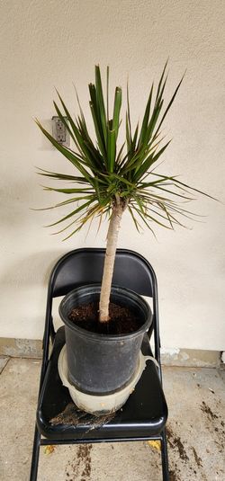Drago de Madagascar plant