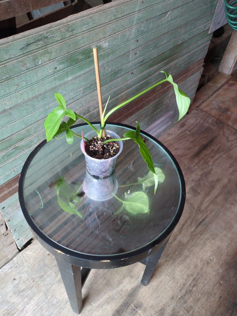 Philodendron Tripartitum 