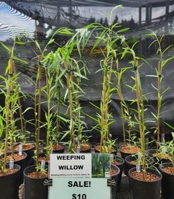 Weeping Willow Trees
