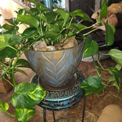 Lovely Pothos In  9in Pot With Stones And Plate