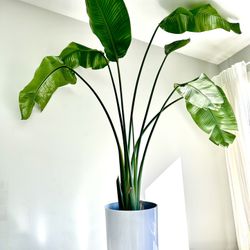 Bird Of Paradise Plant 🪴40$price Is Firm!