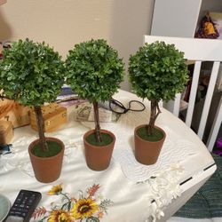 Trees 