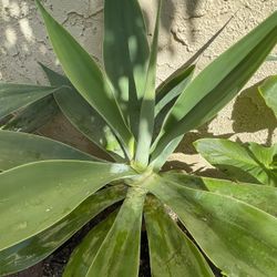 Agave attenuata Fox Tail Agave - 5 Gallon