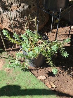 Myrtle spurge plant