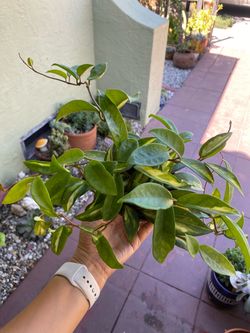 Hoya