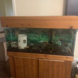 Nice 55 Gallon Fish Tank Set Up