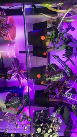 Plant Sale