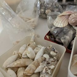 Beautiful Shells Continue 
